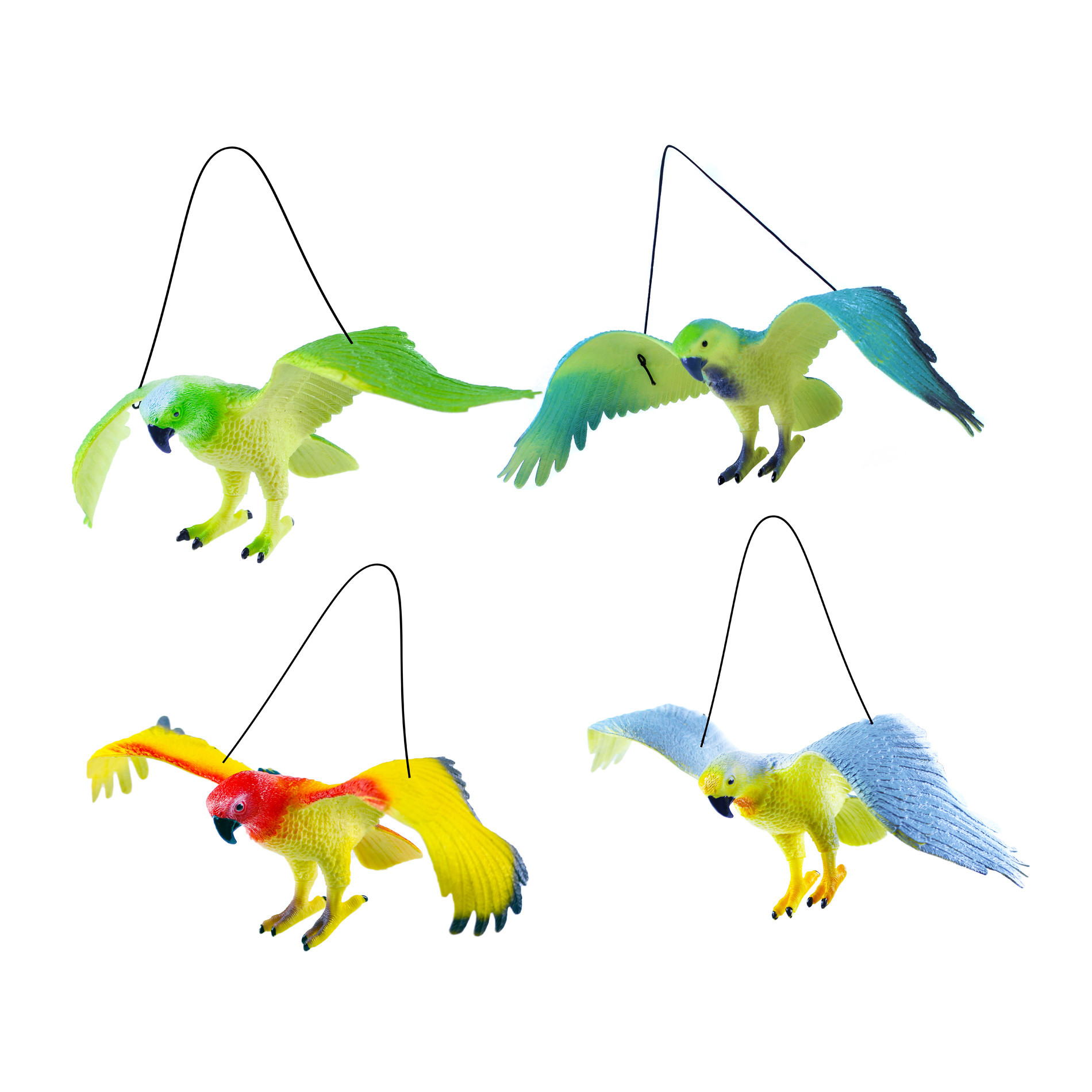 the parrots, 4 types